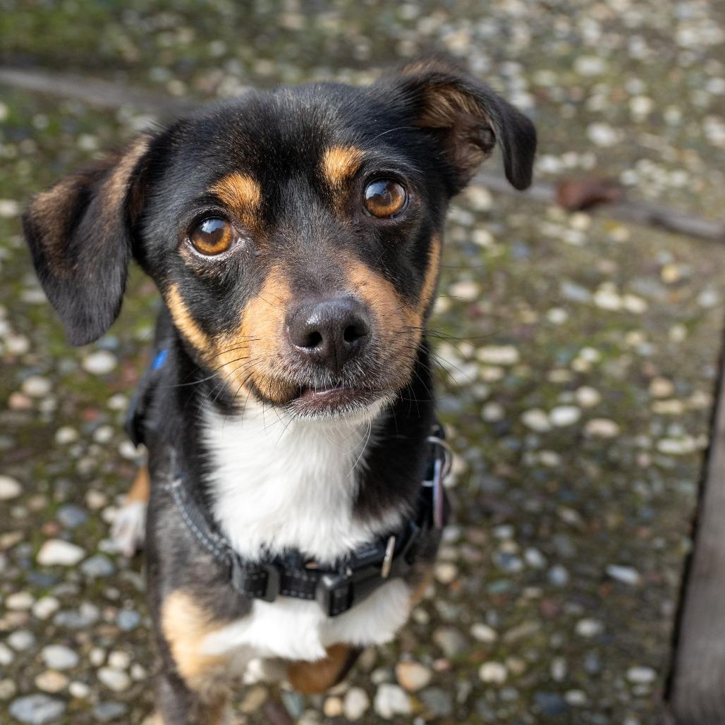 Enlarge Joey, a Adoptable mixed breed in Pacifica, CA image 1/6