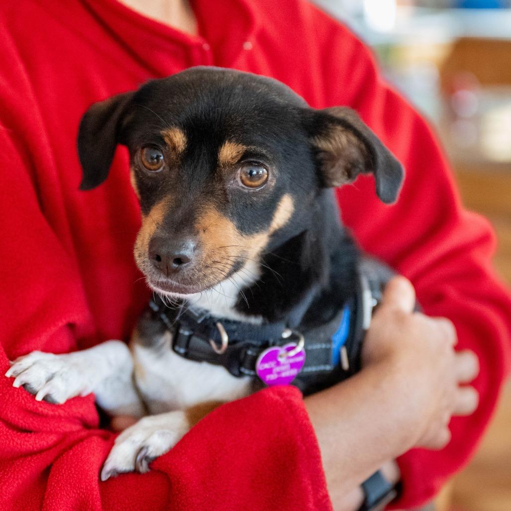 Joey, a Adoptable mixed breed in Pacifica, CA image 2/6
