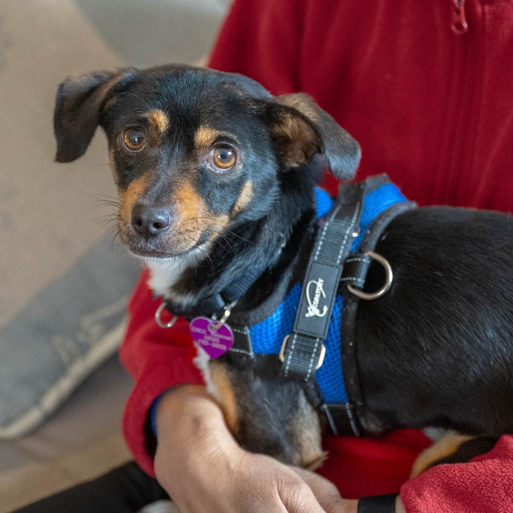 Enlarge Joey, a Adoptable mixed breed in Pacifica, CA image 3/6