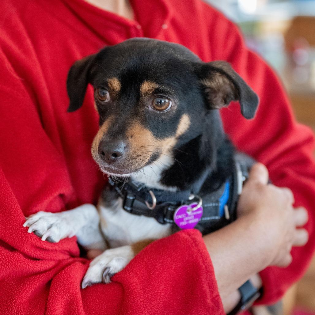 Enlarge Joey, a Adoptable mixed breed in Pacifica, CA image 4/6