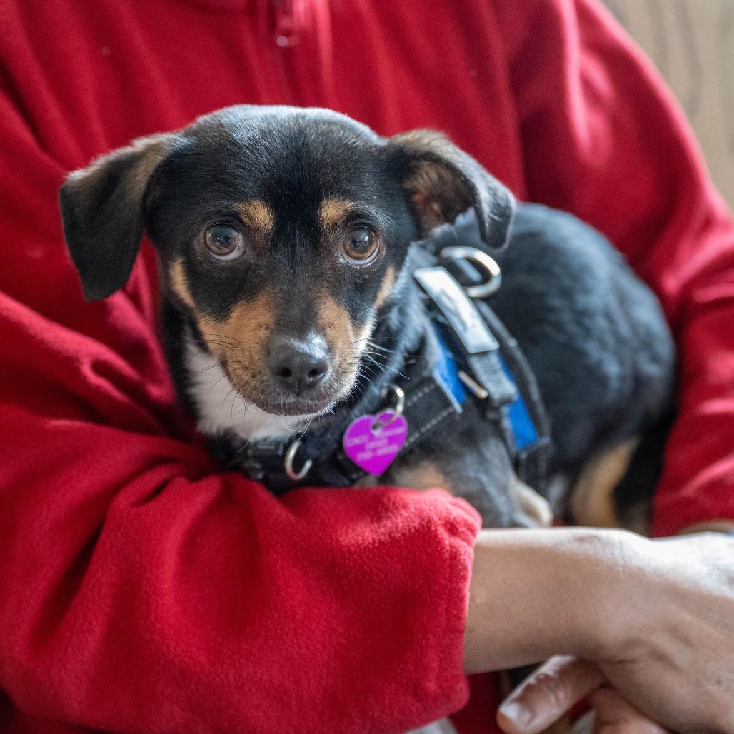 Enlarge Joey, a Adoptable mixed breed in Pacifica, CA image 5/6
