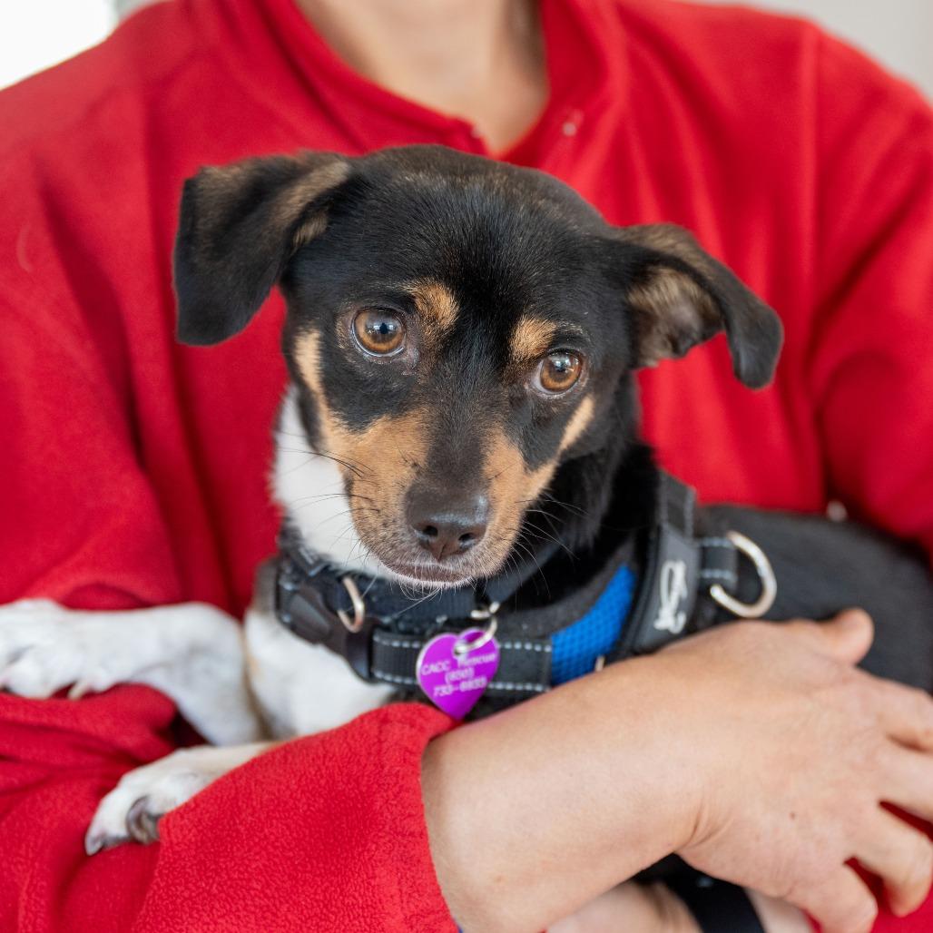 Enlarge Joey, a Adoptable mixed breed in Pacifica, CA image 6/6
