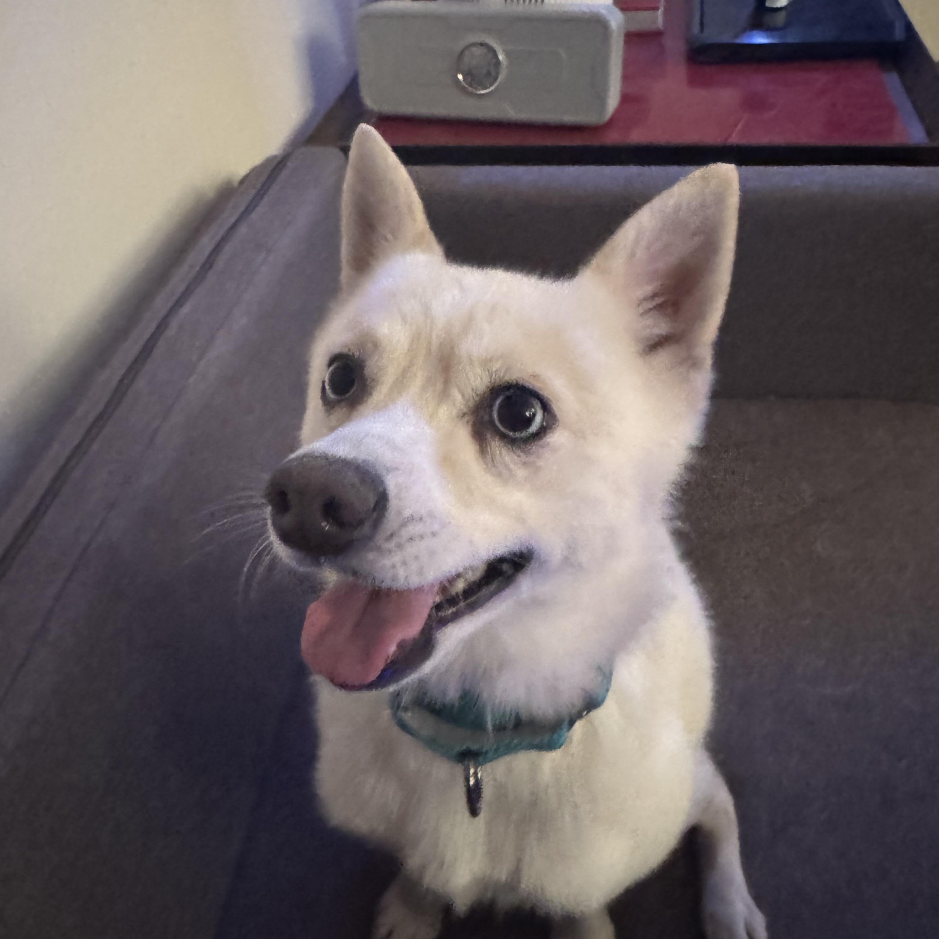 Voo, a Adoptable Klee Kai in Cedar Rapids, IA image 2/6