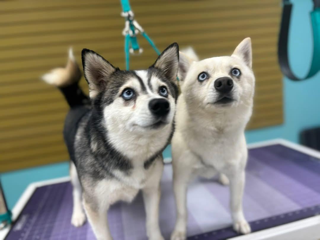 Voo, a Adoptable Klee Kai in Cedar Rapids, IA image 3/6