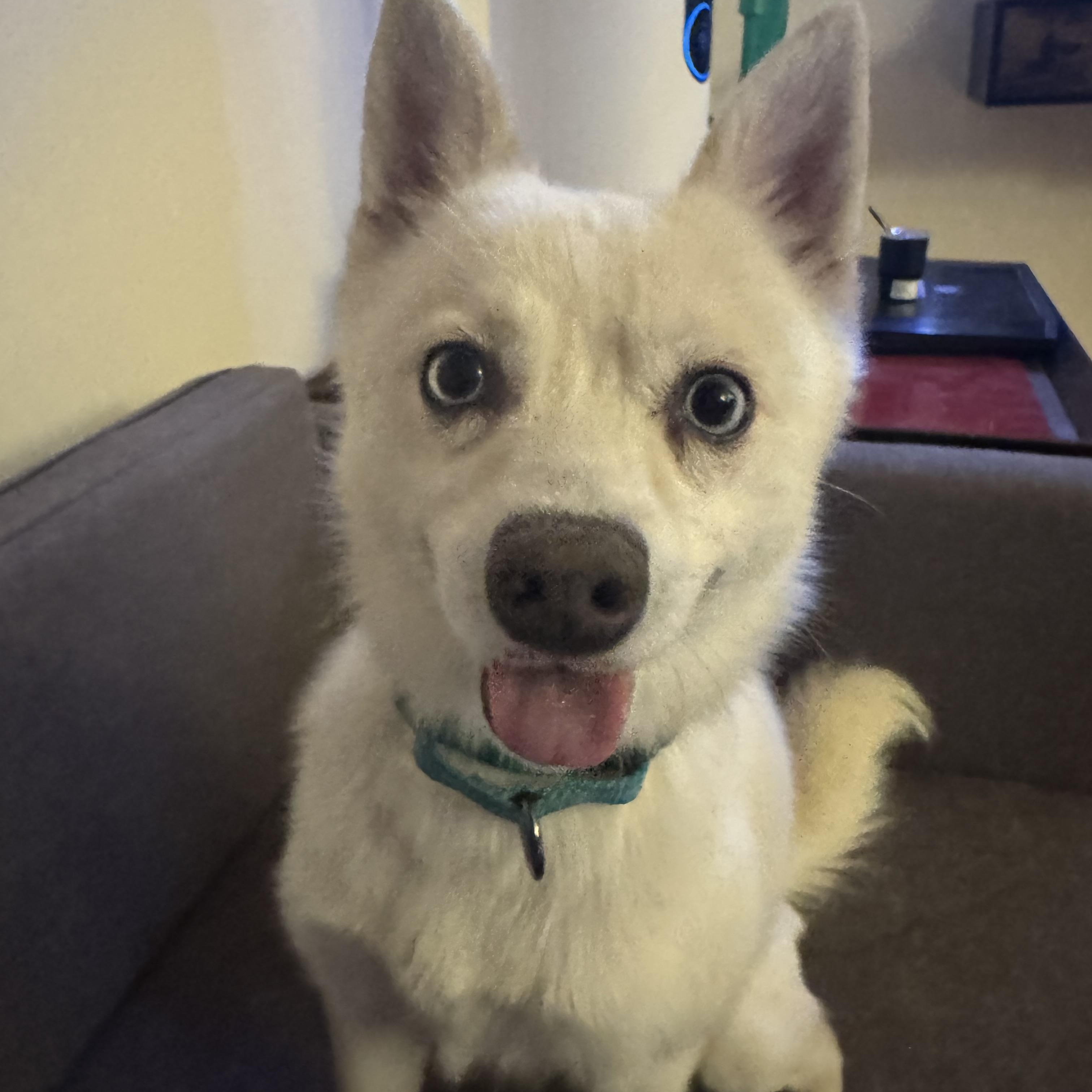 Voo, a Adoptable Klee Kai in Cedar Rapids, IA image 4/6