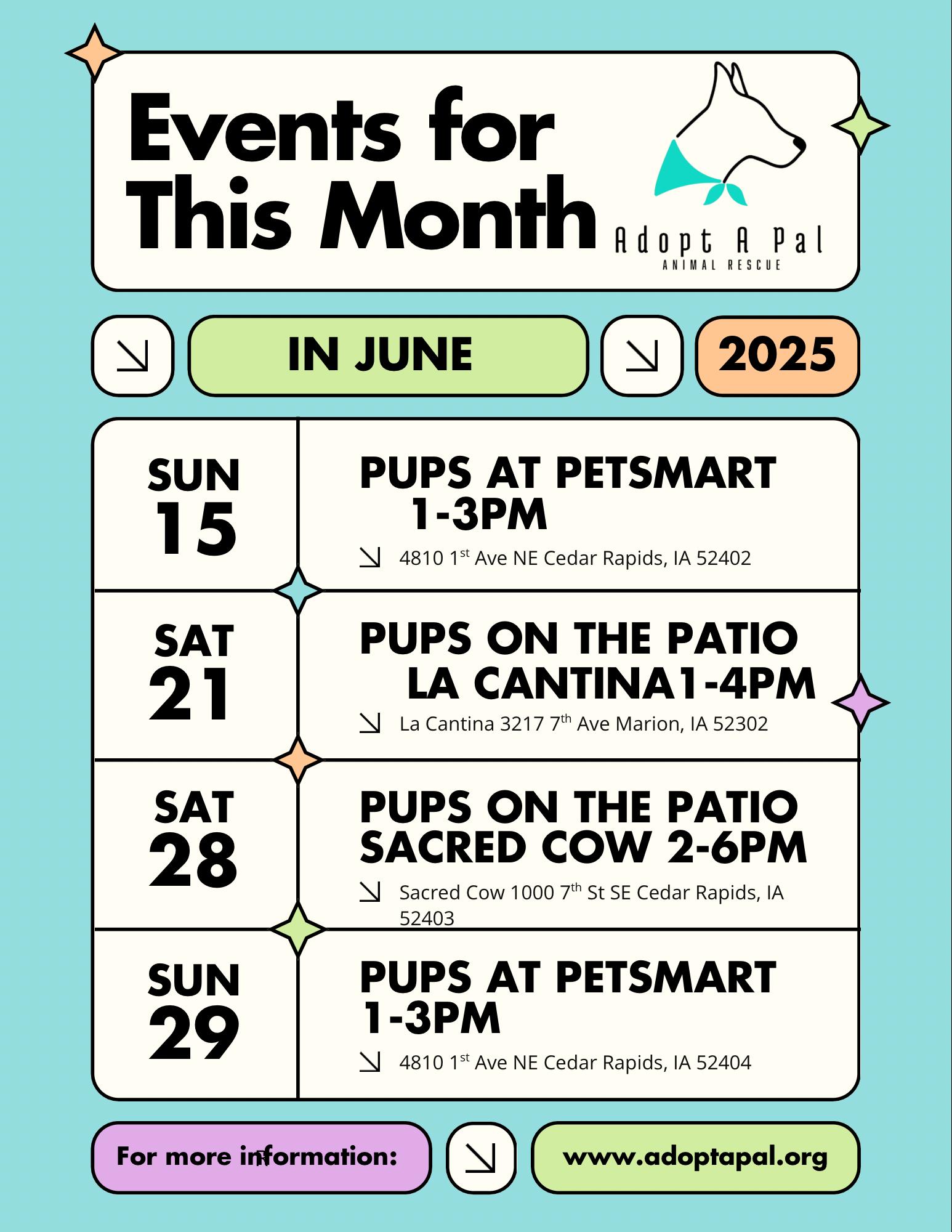 Voo, a Adoptable Klee Kai in Cedar Rapids, IA image 5/6