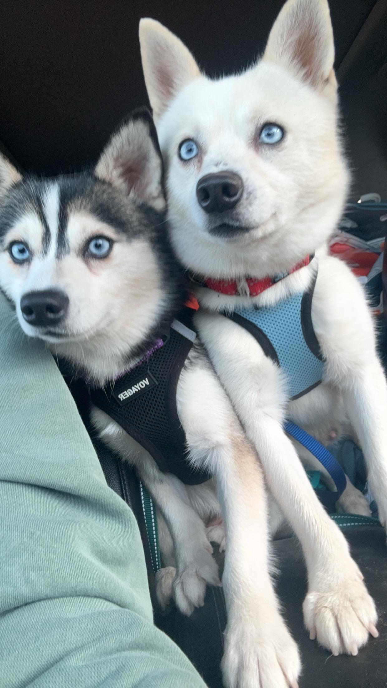 Voo, a Adoptable Klee Kai in Cedar Rapids, IA image 6/6