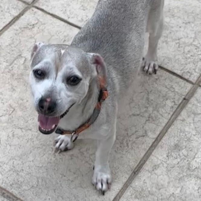 Graham, Adoptable, Adult Male Chihuahua.