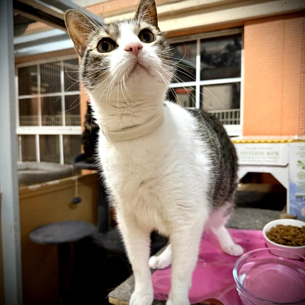Enlarge Mr. Charlie, a Adoptable Domestic Short Hair in Tulsa, OK image 1/6