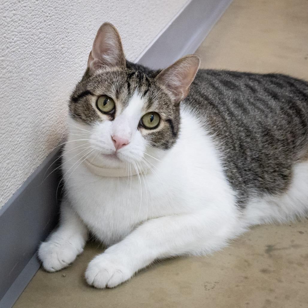 Enlarge Mr. Charlie, a Adoptable Domestic Short Hair in Tulsa, OK image 2/6