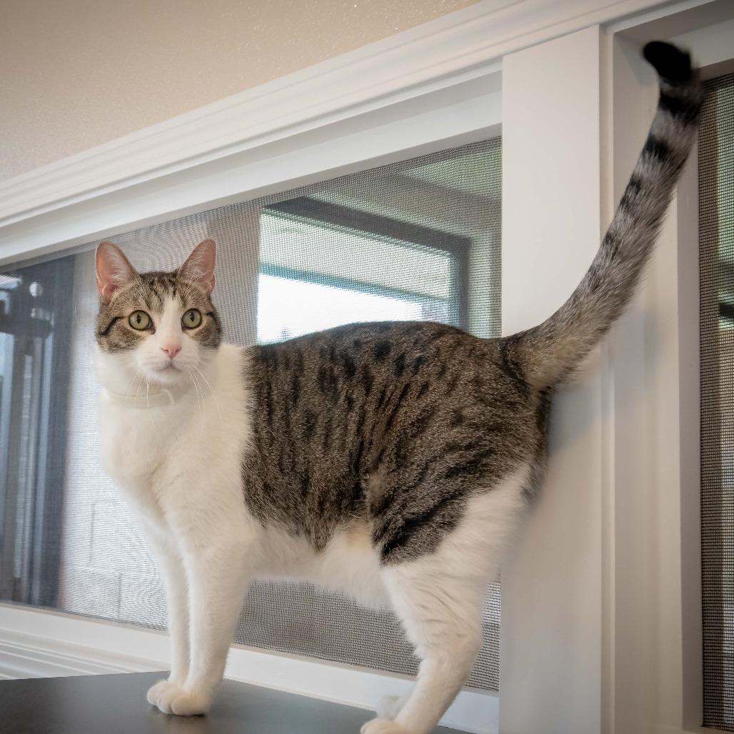 Enlarge Mr. Charlie, a Adoptable Domestic Short Hair in Tulsa, OK image 3/6