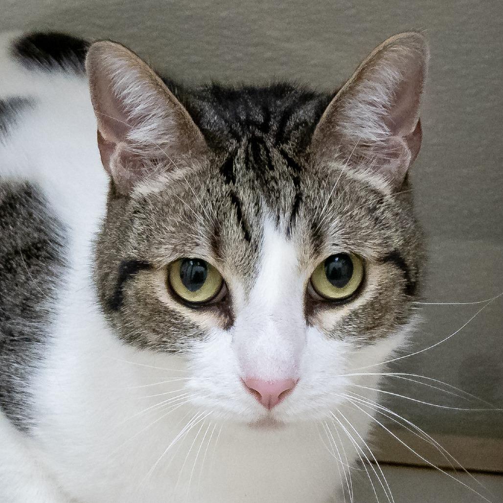 Enlarge Mr. Charlie, a Adoptable Domestic Short Hair in Tulsa, OK image 4/6