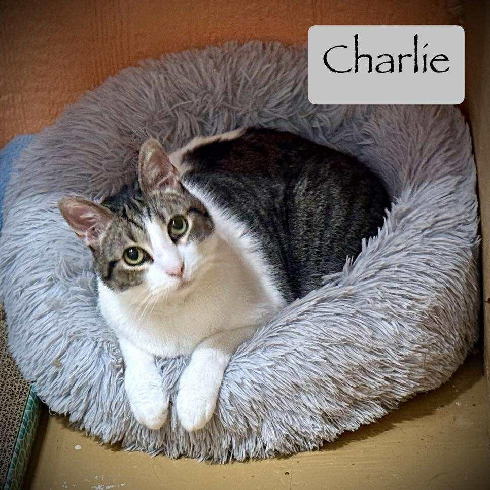 Enlarge Mr. Charlie, a Adoptable Domestic Short Hair in Tulsa, OK image 5/6