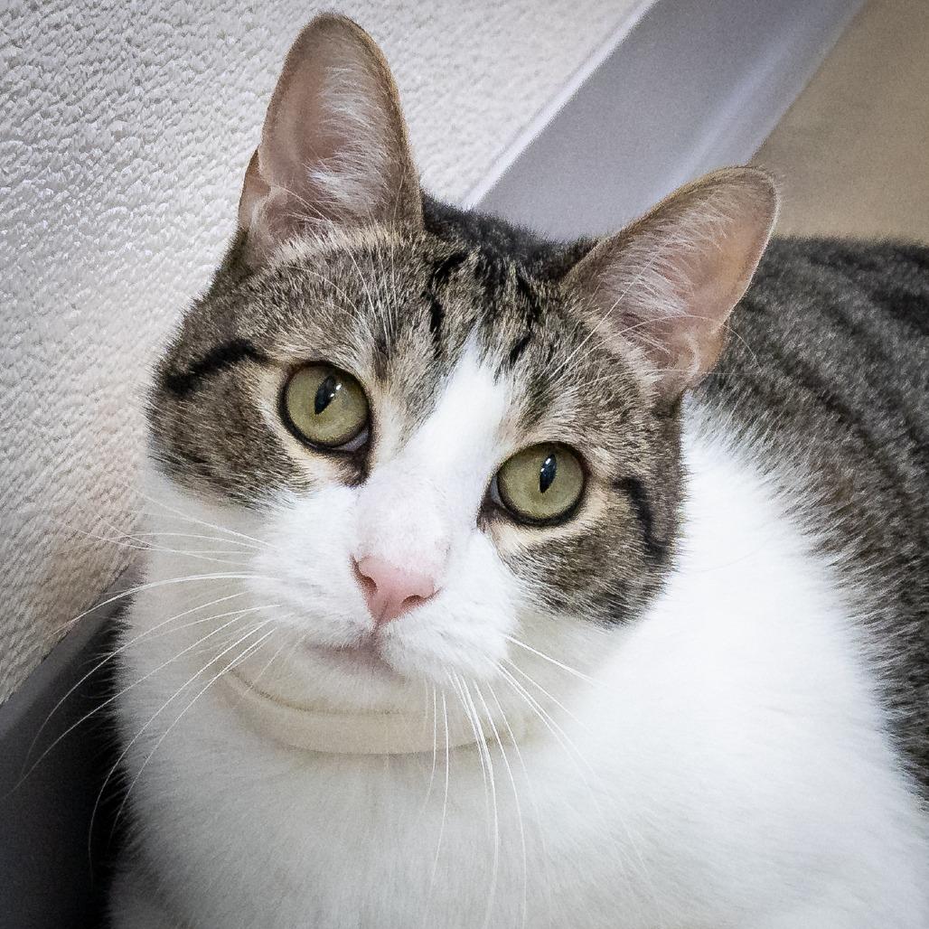 Enlarge Mr. Charlie, a Adoptable Domestic Short Hair in Tulsa, OK image 6/6