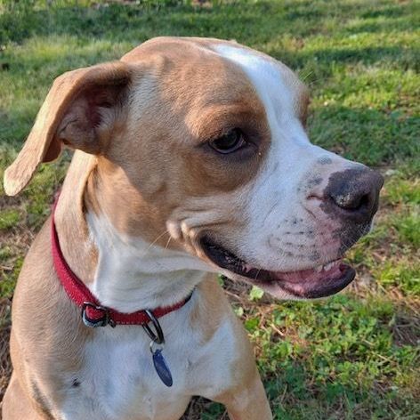 Everly, a Adoptable Boxer in Roswell, GA image 1/9