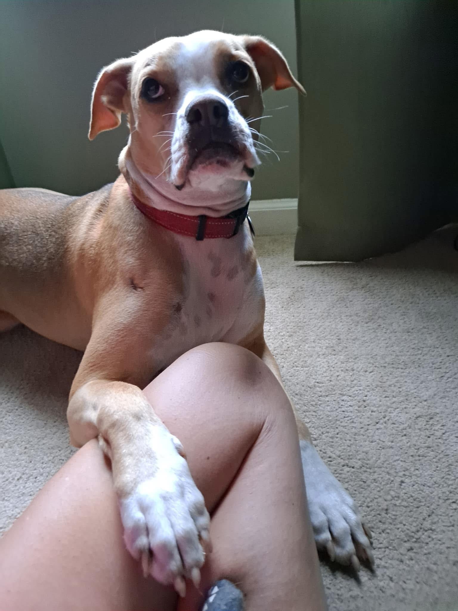 Everly, Adoptable, Adult Female Boxer.