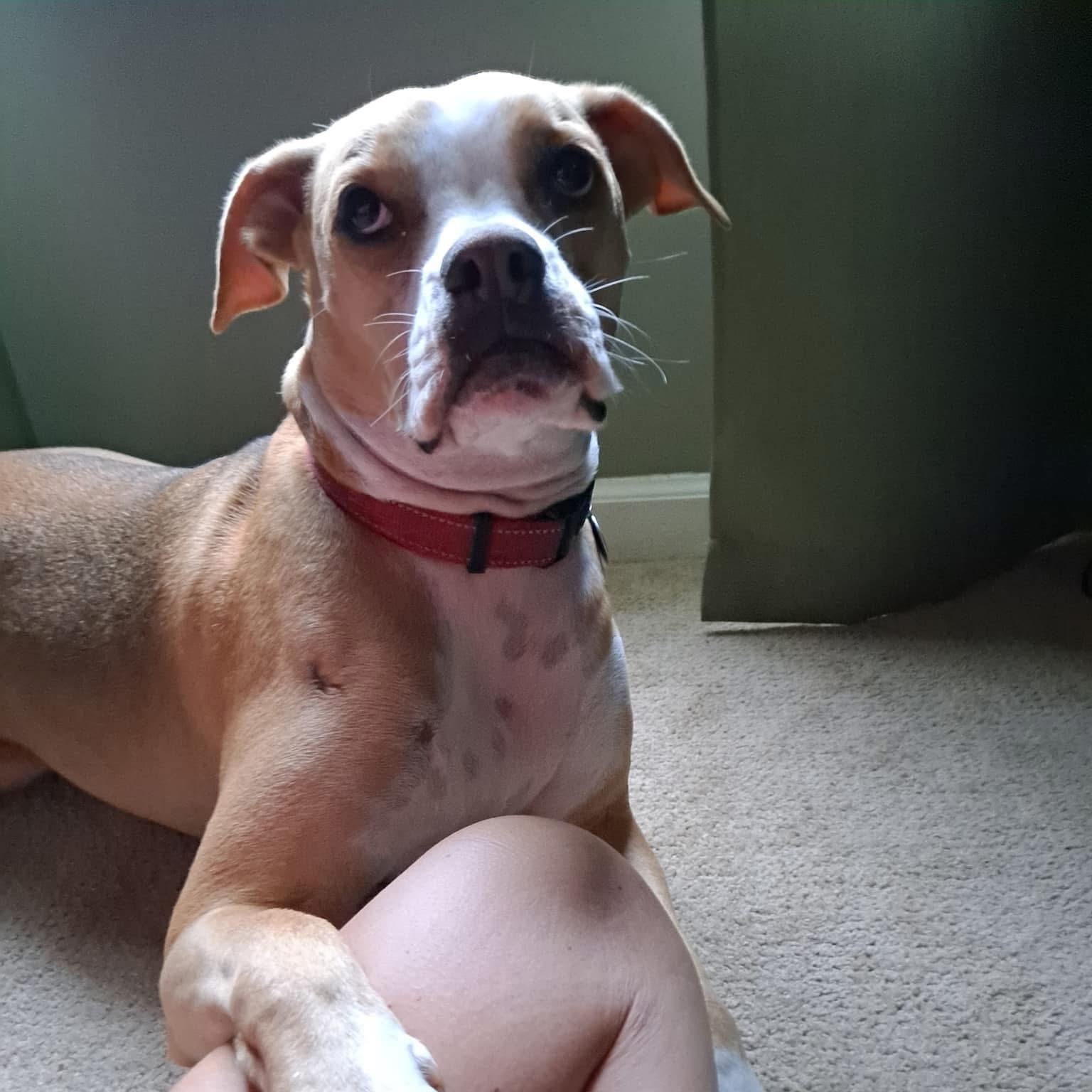 Everly, a Adoptable Boxer in Roswell, GA image 2/3