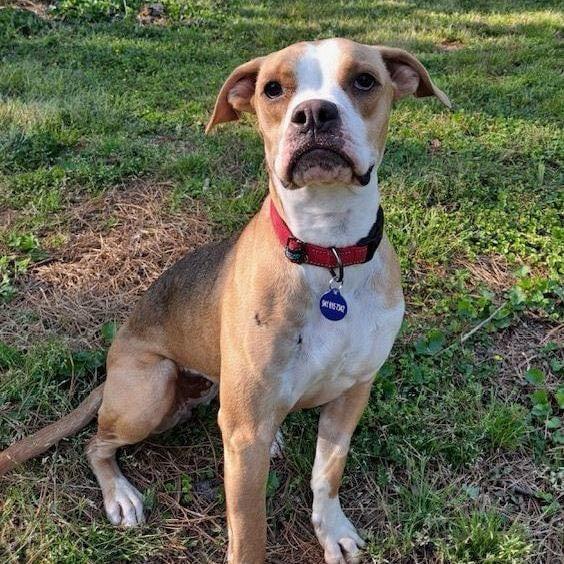 Everly, Adoptable, Adult Female Boxer.