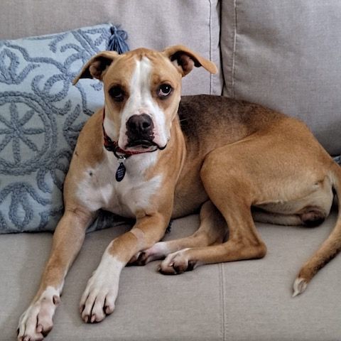 Everly, a Adoptable Boxer in Roswell, GA image 3/9