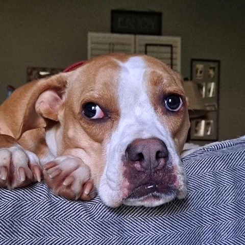 Everly, a Adoptable Boxer in Roswell, GA image 3/3