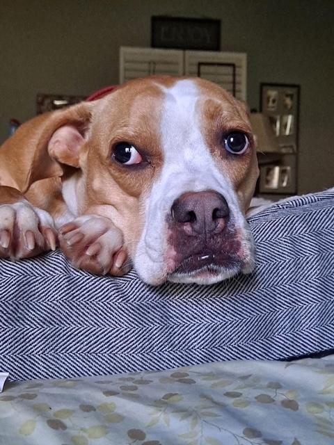 Enlarge Everly, a Adoptable Boxer in Roswell, GA image 3/5