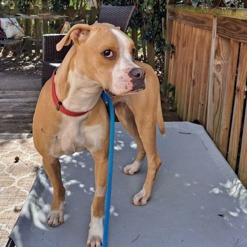 Everly, a Adoptable Boxer in Roswell, GA image 5/9