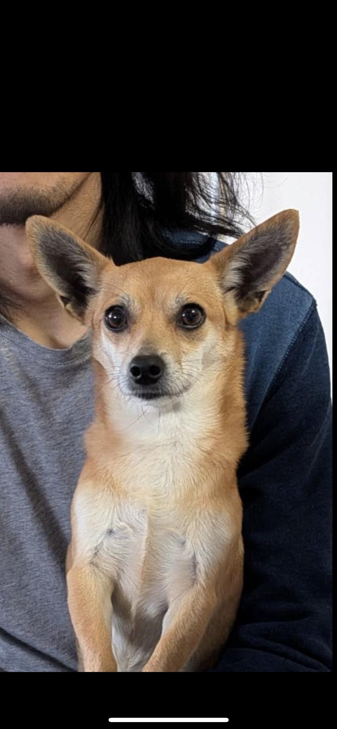 Enlarge Kenzee, an adopted mixed breed in Hamden, CT image 5/6