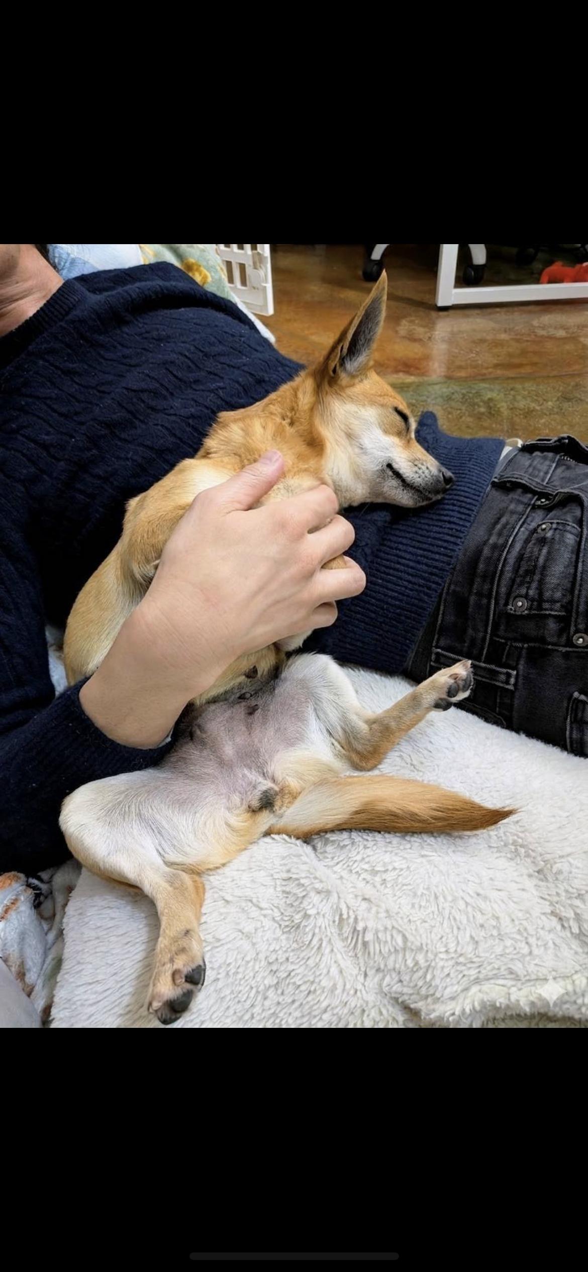 Enlarge Kenzee, an adopted mixed breed in Hamden, CT image 6/6