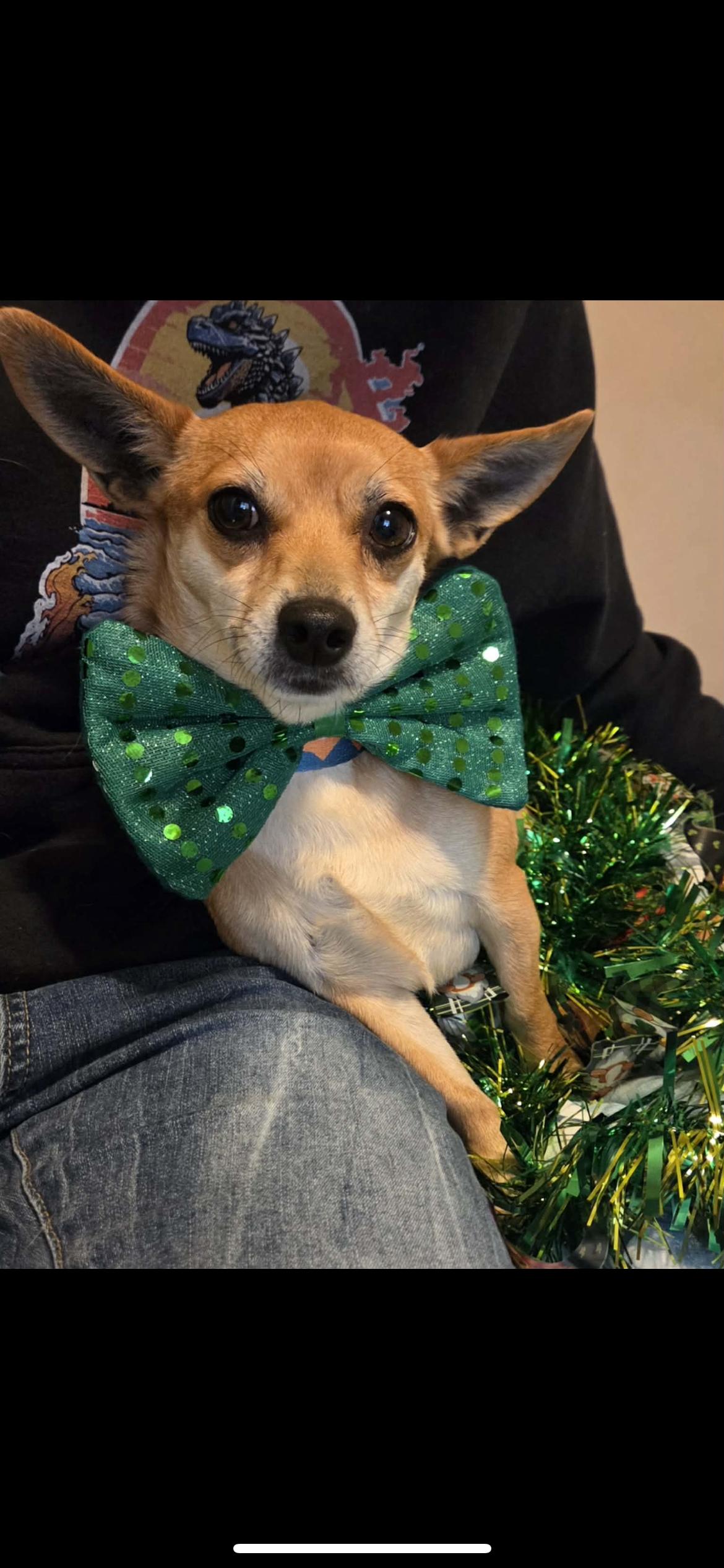 Enlarge Kenzee, an adopted mixed breed in Hamden, CT image 3/6