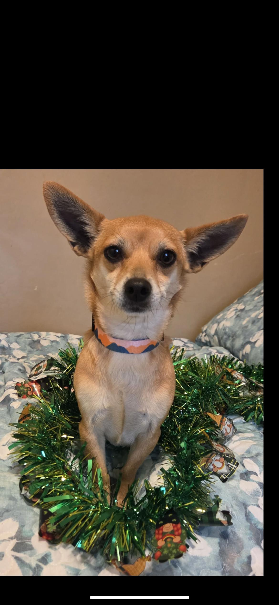 Enlarge Kenzee, an adopted mixed breed in Hamden, CT image 4/6