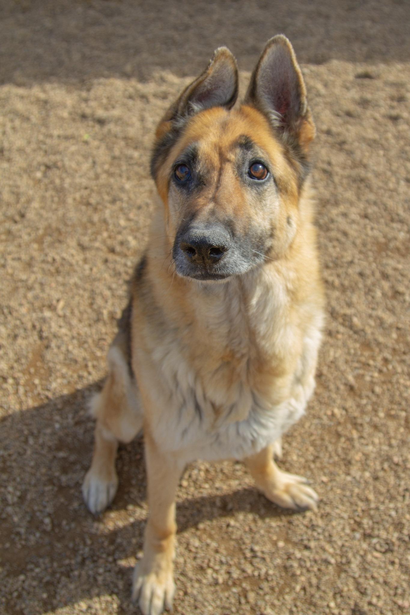 Ziva — thumbnail 2