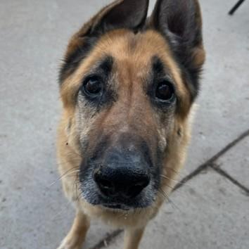 Ziva — thumbnail 3