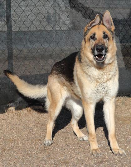 Ziva — thumbnail 4