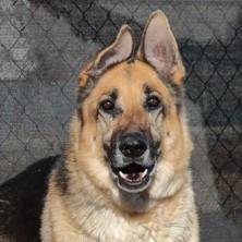 Ziva — thumbnail 5