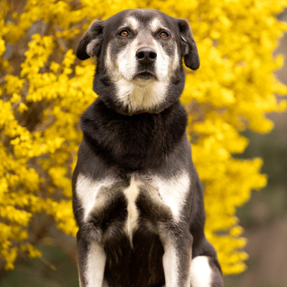 Enlarge Arlo - 25097, a Adoptable mixed breed in Armonk, NY image 1/6