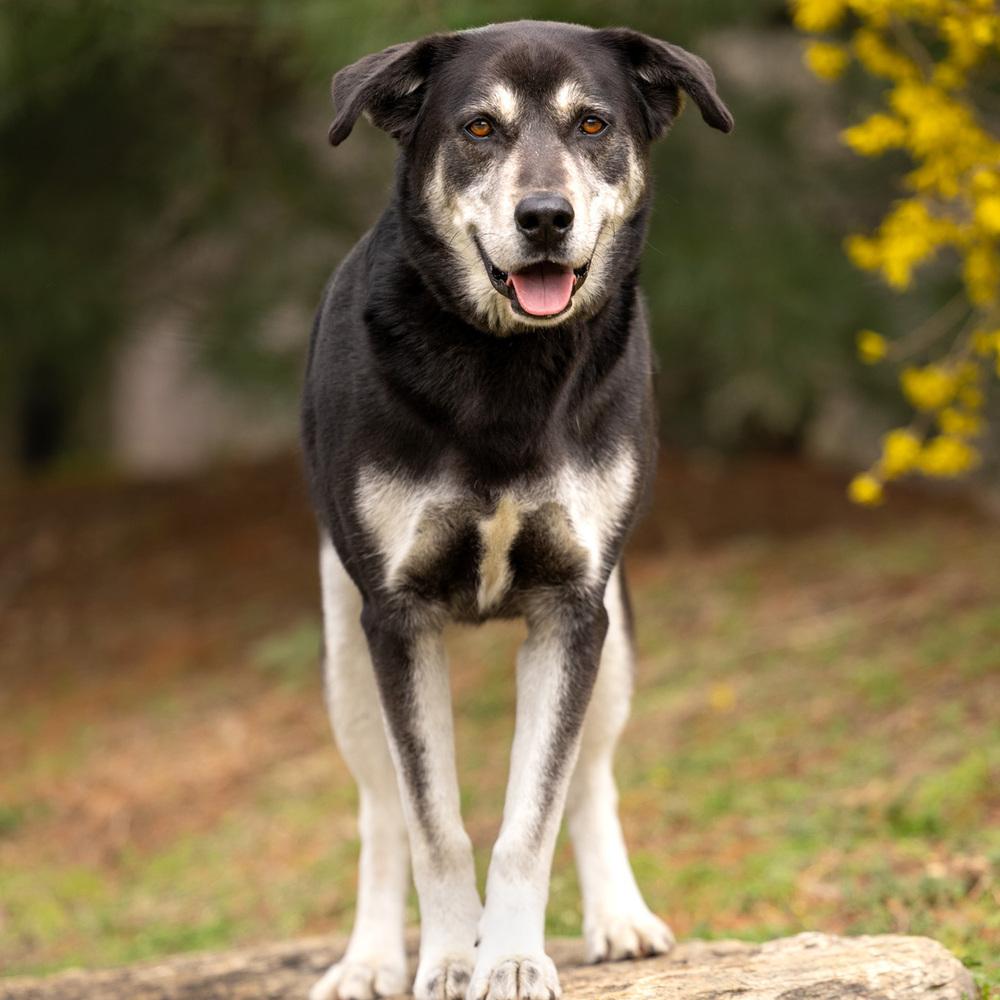 Enlarge Arlo - 25097, a Adoptable mixed breed in Armonk, NY image 2/6