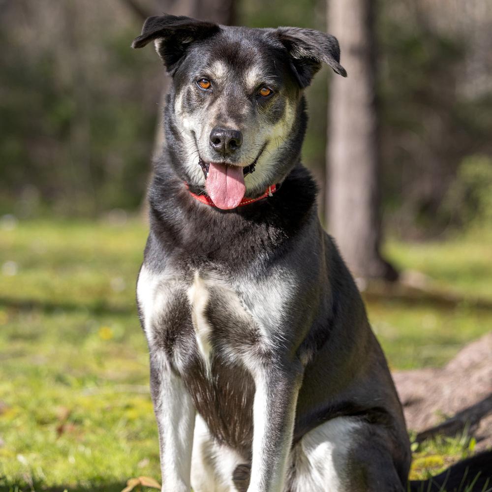 Enlarge Arlo - 25097, a Adoptable mixed breed in Armonk, NY image 2/6