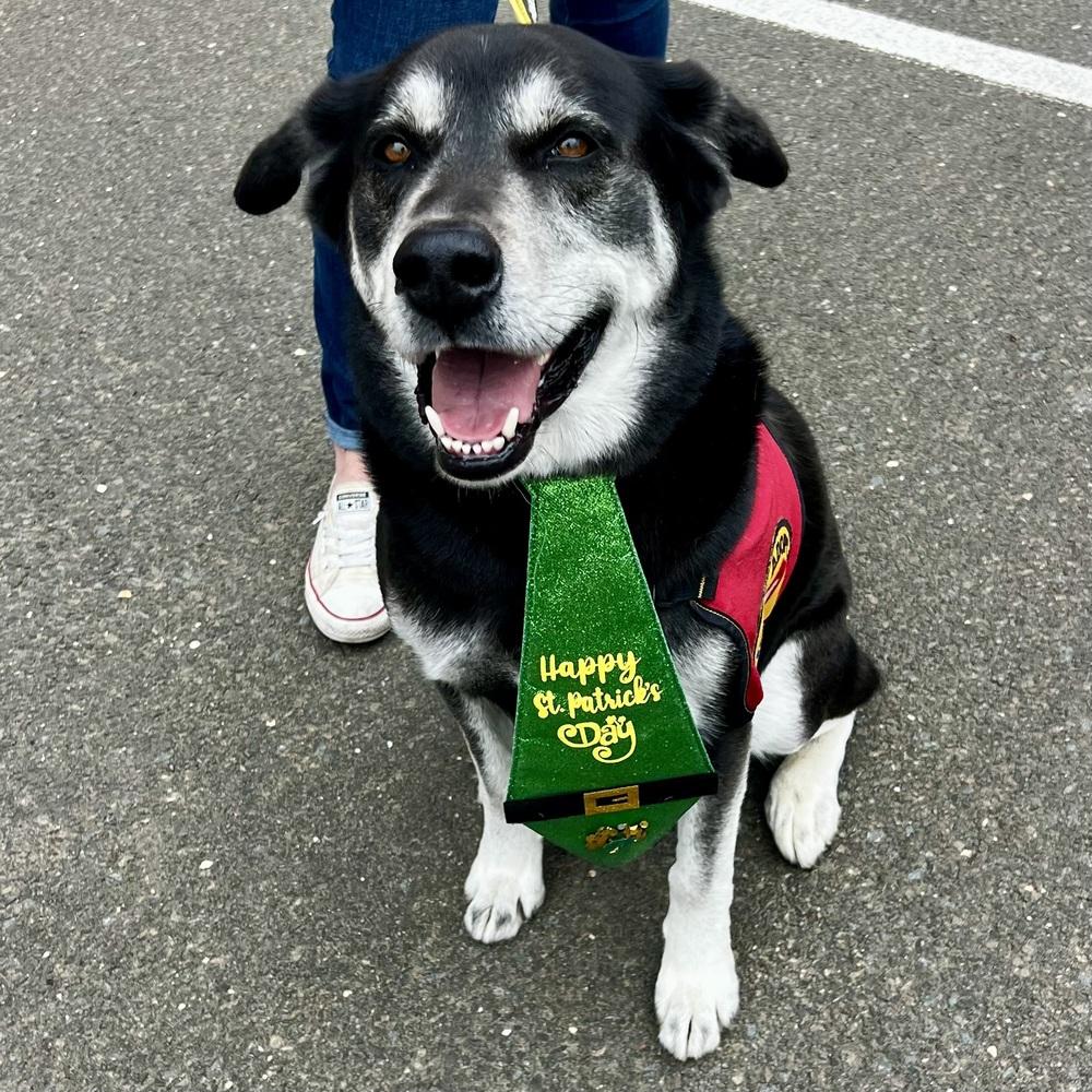 Enlarge Arlo - 25097, a Adoptable mixed breed in Armonk, NY image 3/6