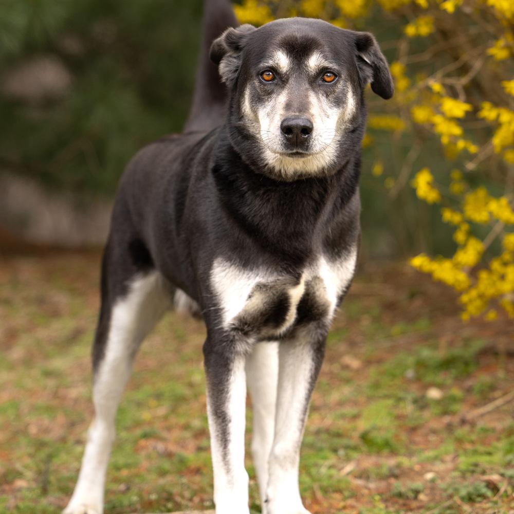 Enlarge Arlo - 25097, a Adoptable mixed breed in Armonk, NY image 4/6