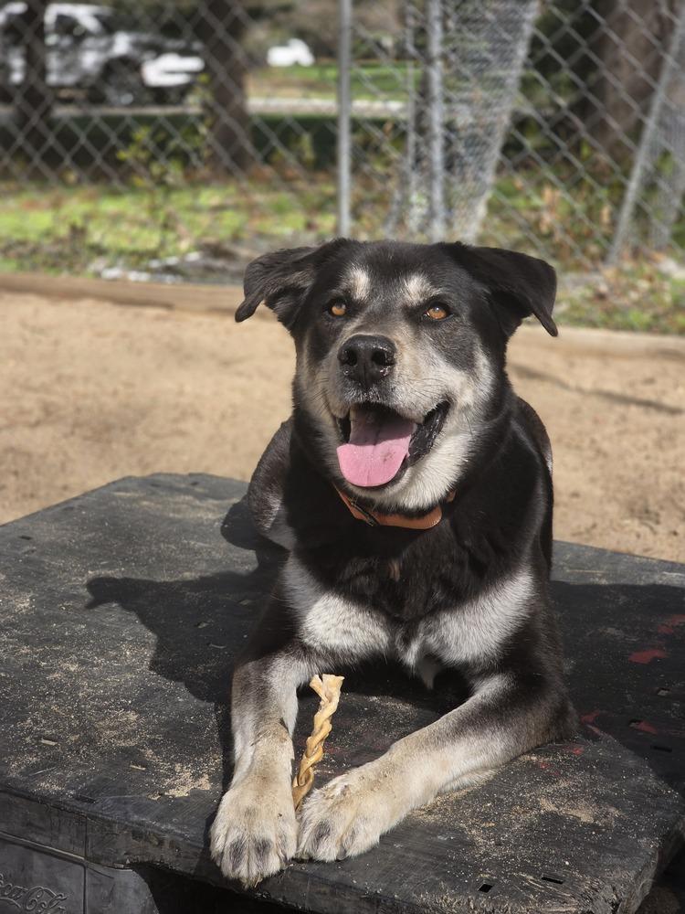 Enlarge Arlo - 25097, a Adoptable mixed breed in Armonk, NY image 1/6
