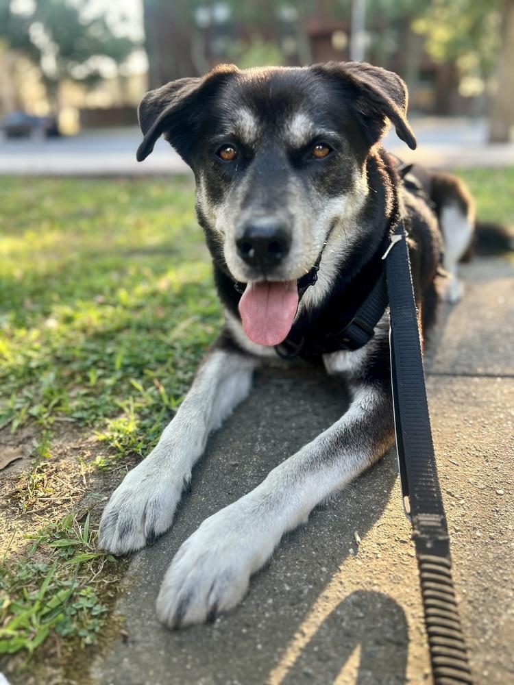 Enlarge Arlo - 25097, a Adoptable mixed breed in Armonk, NY image 2/6