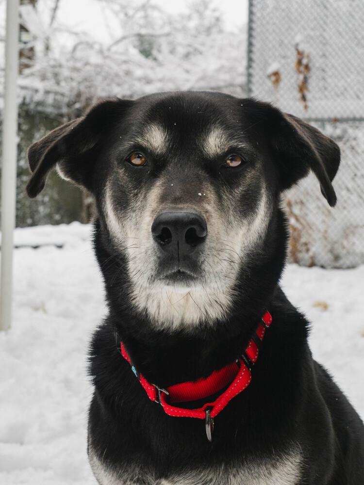 Enlarge Arlo - 25097, a Adoptable mixed breed in Armonk, NY image 3/6