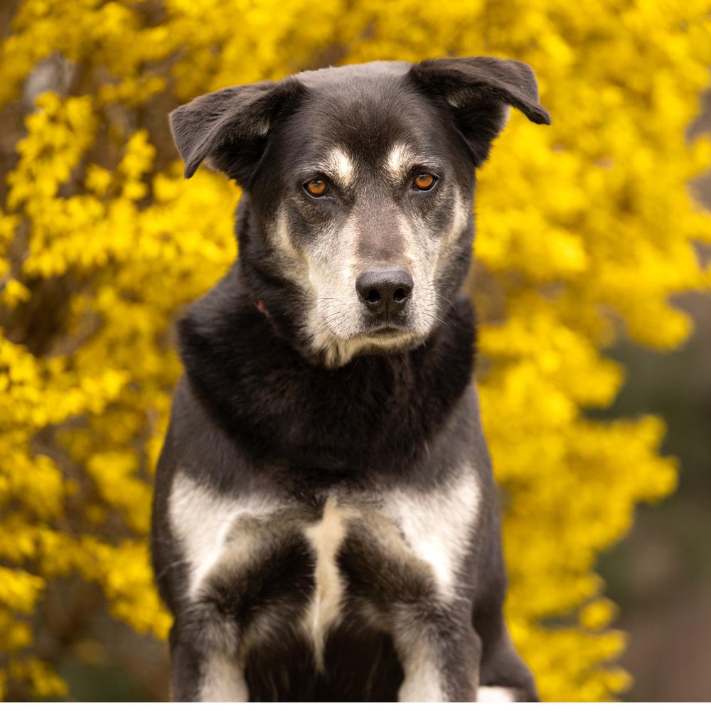 Enlarge Arlo - 25097, a Adoptable mixed breed in Armonk, NY image 6/6