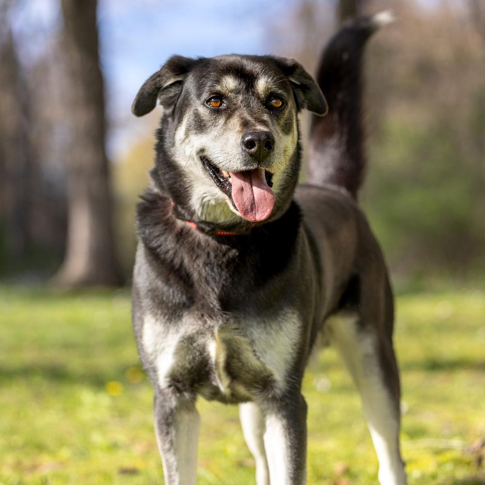 Enlarge Arlo - 25097, a Adoptable mixed breed in Armonk, NY image 5/6