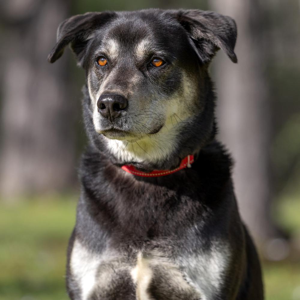 Enlarge Arlo - 25097, a Adoptable mixed breed in Armonk, NY image 6/6