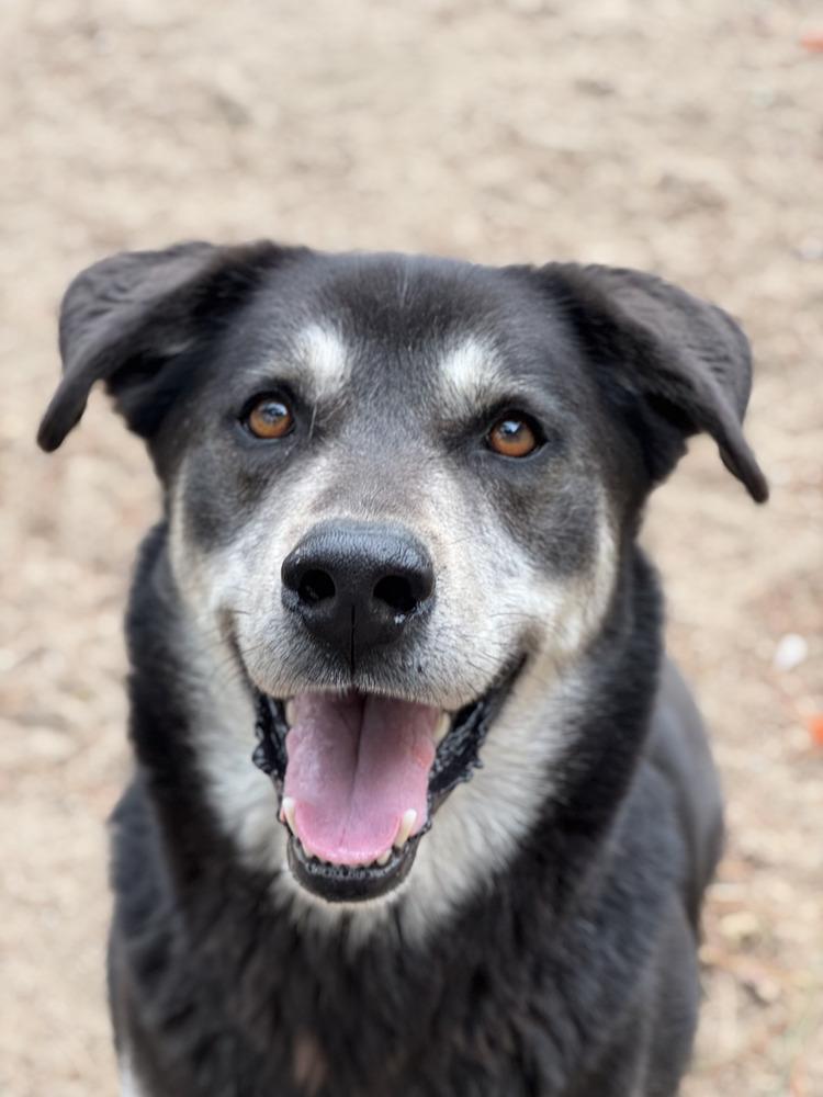 Enlarge Arlo - 25097, a Adoptable mixed breed in Armonk, NY image 4/6
