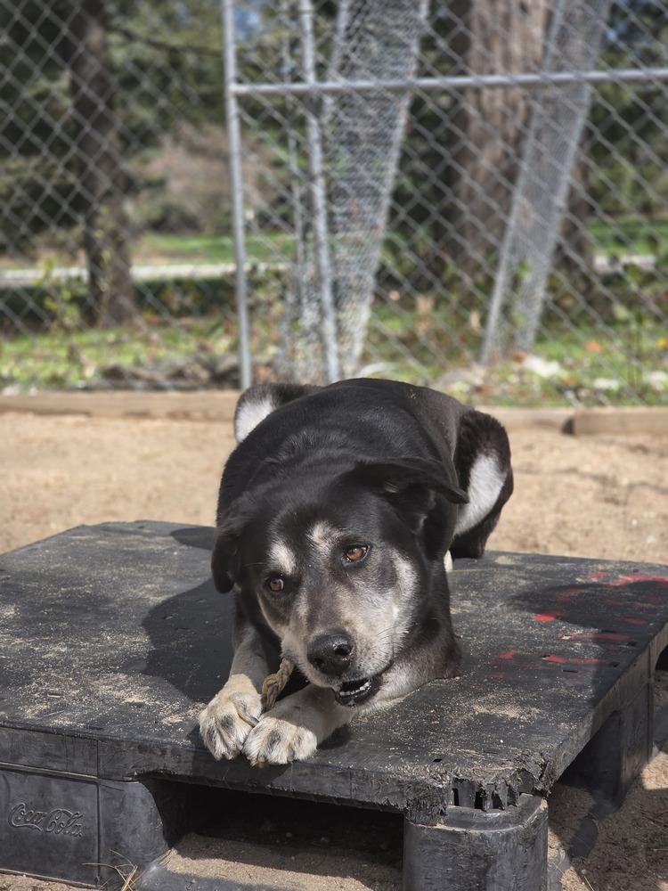 Enlarge Arlo - 25097, a Adoptable mixed breed in Armonk, NY image 5/6