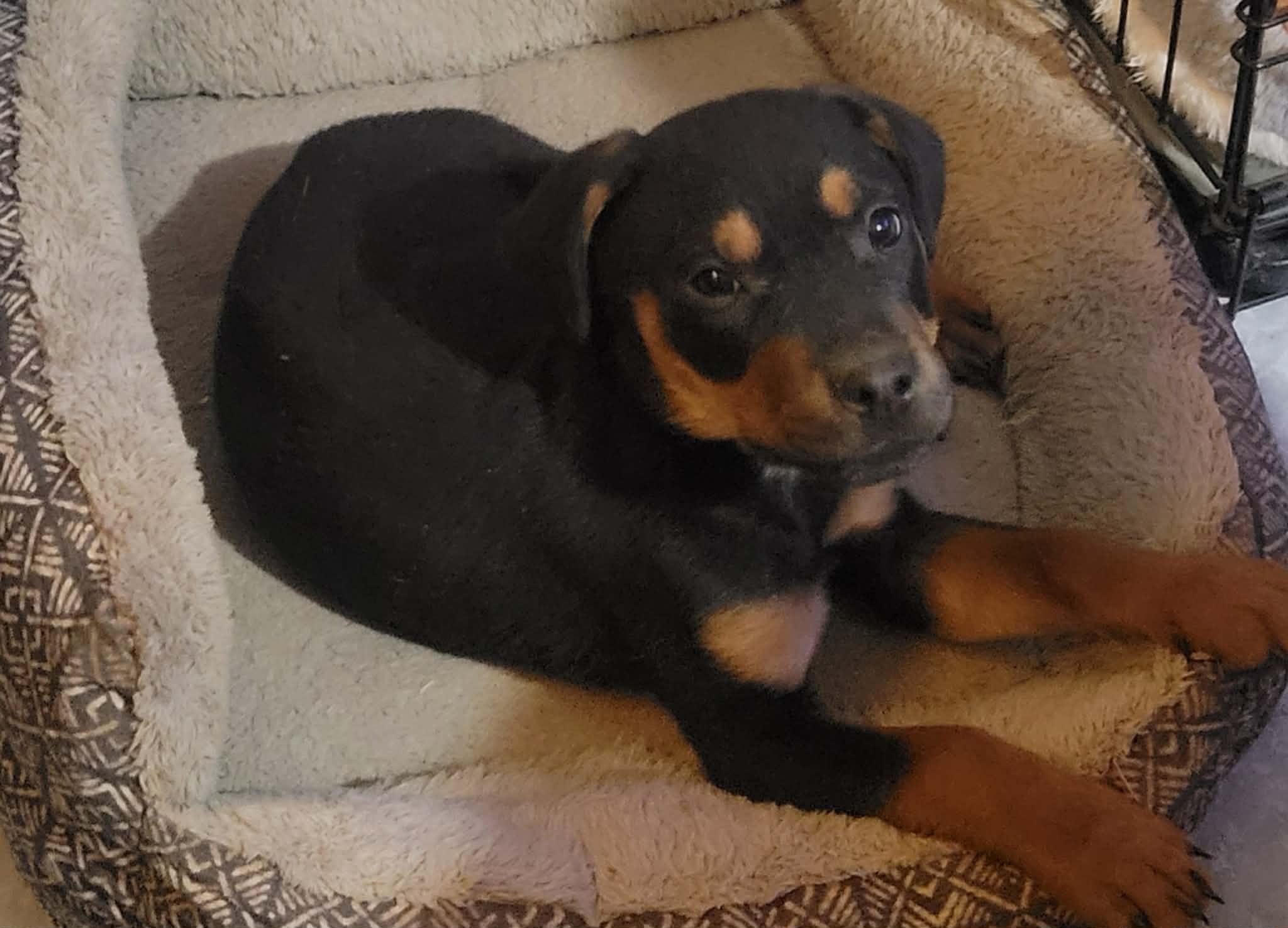 Enlarge Benny, an adopted mixed breed in Gilbert, AZ image 4/6