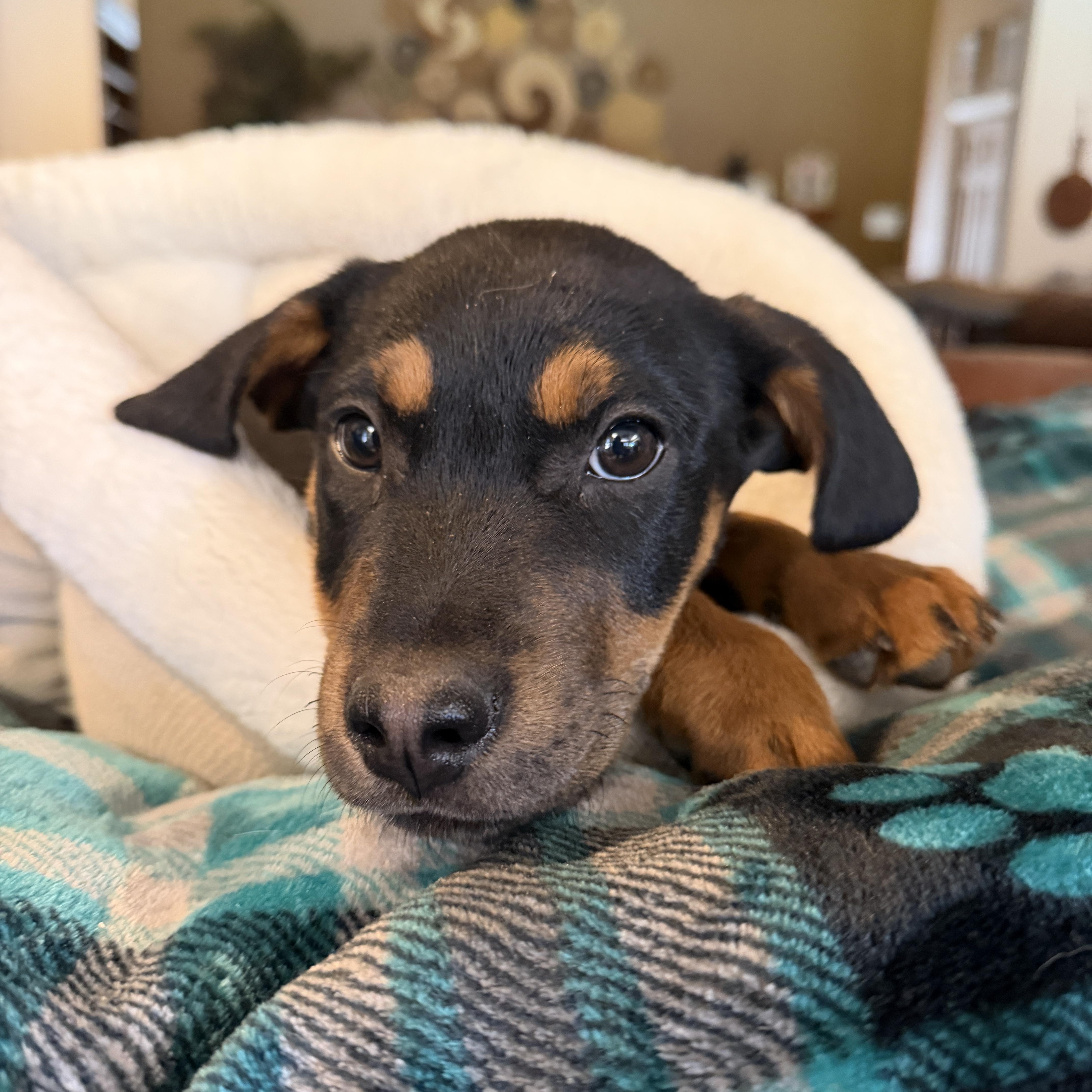 Enlarge Benny, an adopted mixed breed in Gilbert, AZ image 6/6