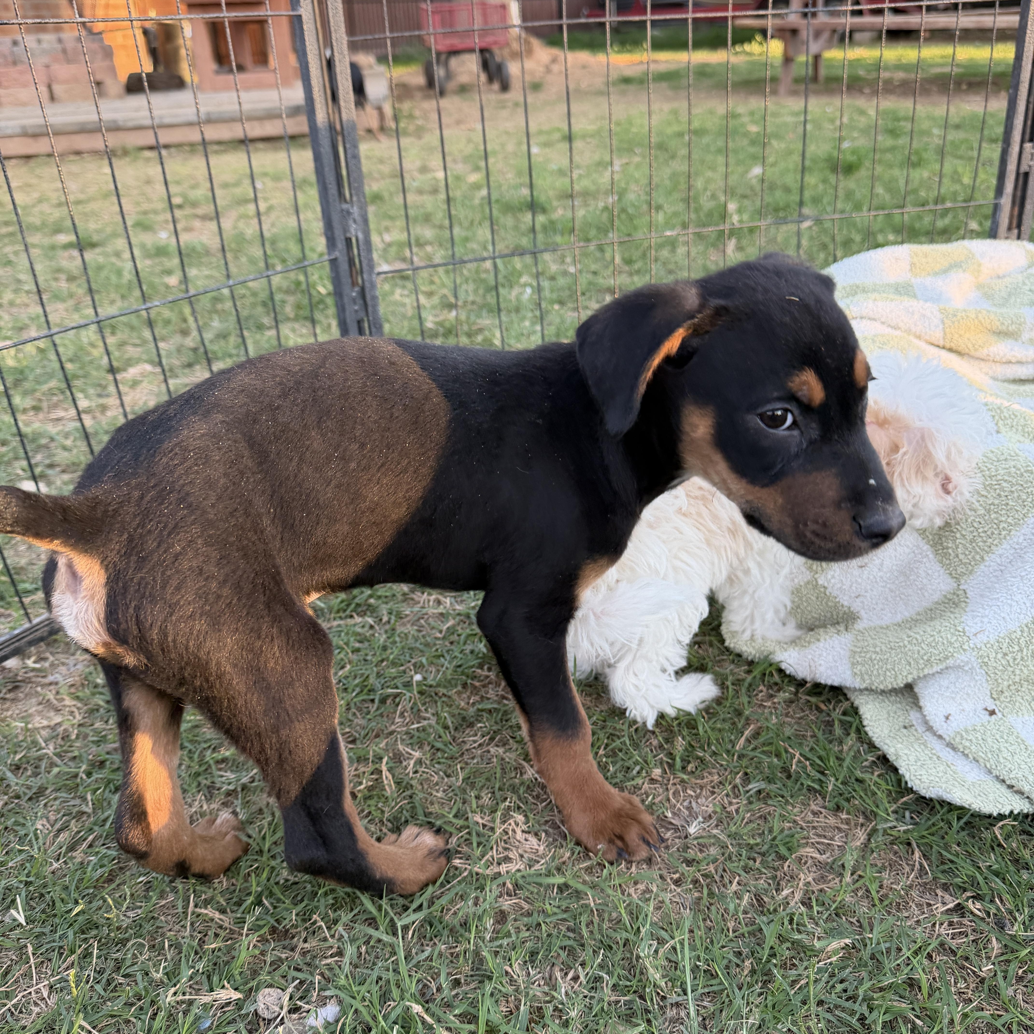Enlarge Benny, an adopted mixed breed in Gilbert, AZ image 2/6